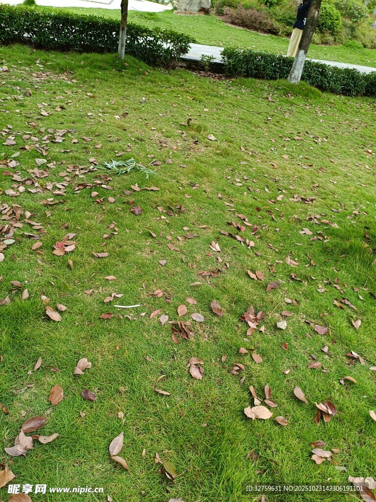 秋日草地散落枯黄树叶