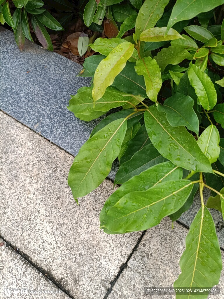 石板旁翠绿的生机植物
