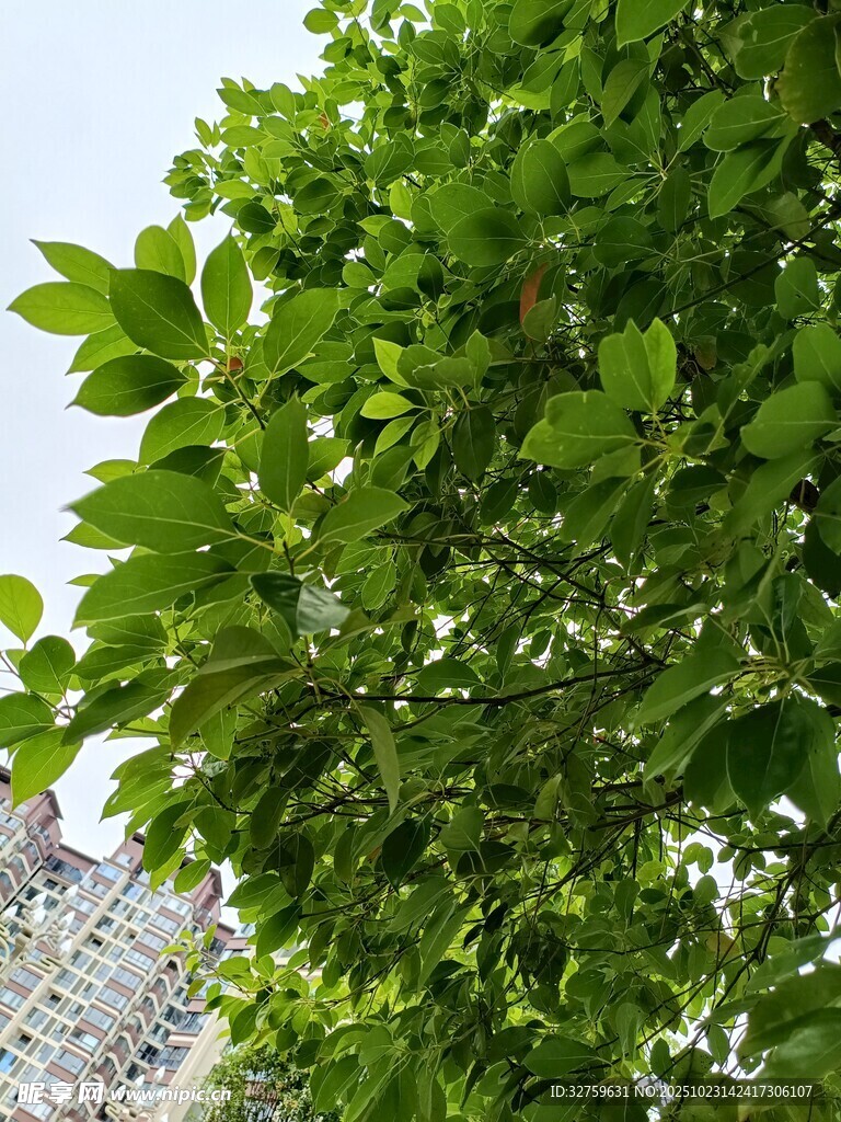 绿叶繁茂的树冠