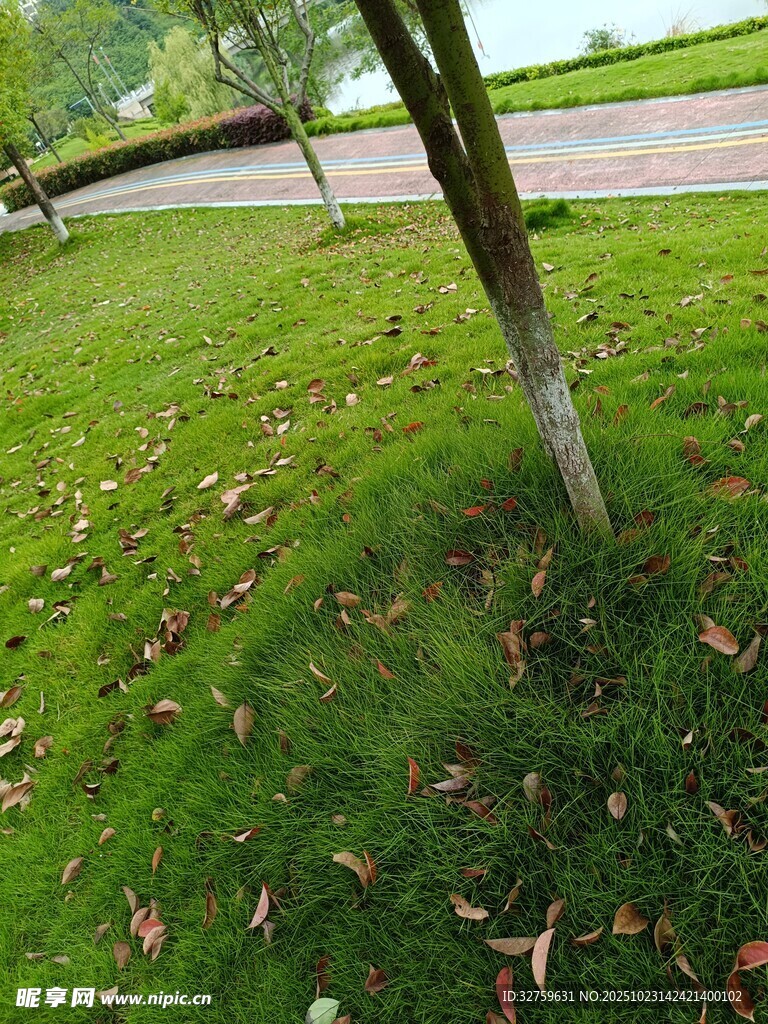 草地落叶旁的树木景观
