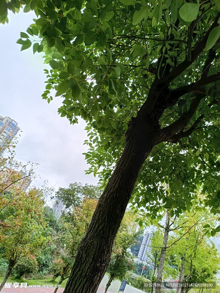 公园中茂盛的绿树