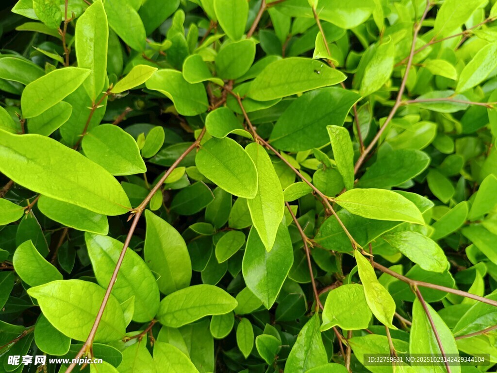 翠绿繁茂的植物枝叶