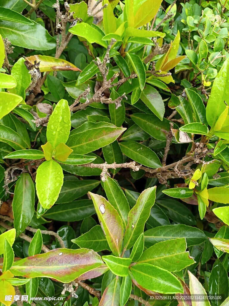 翠绿繁茂的绿植群落