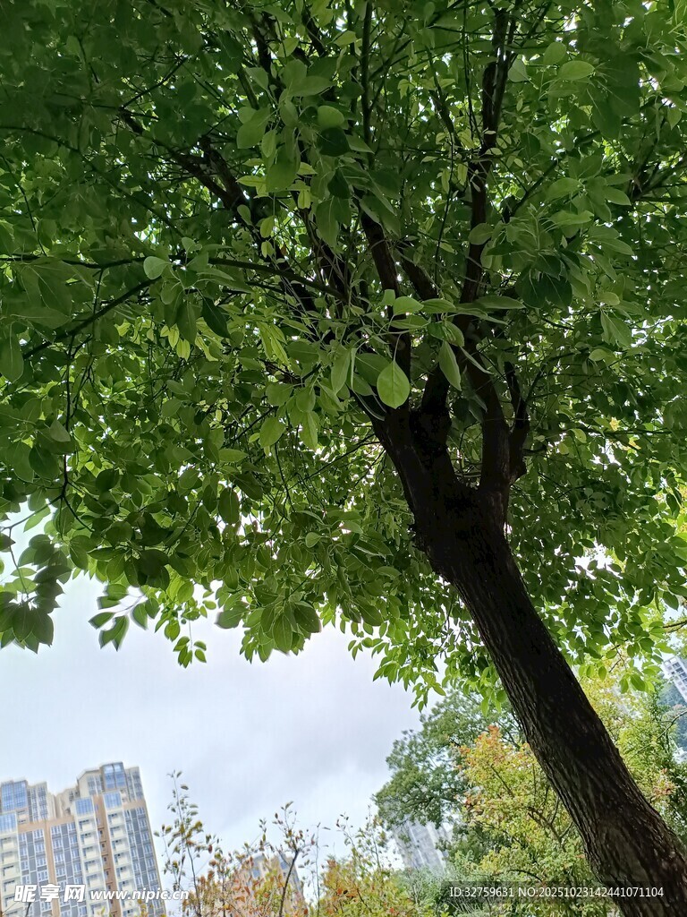 城市中茂盛的绿树景观
