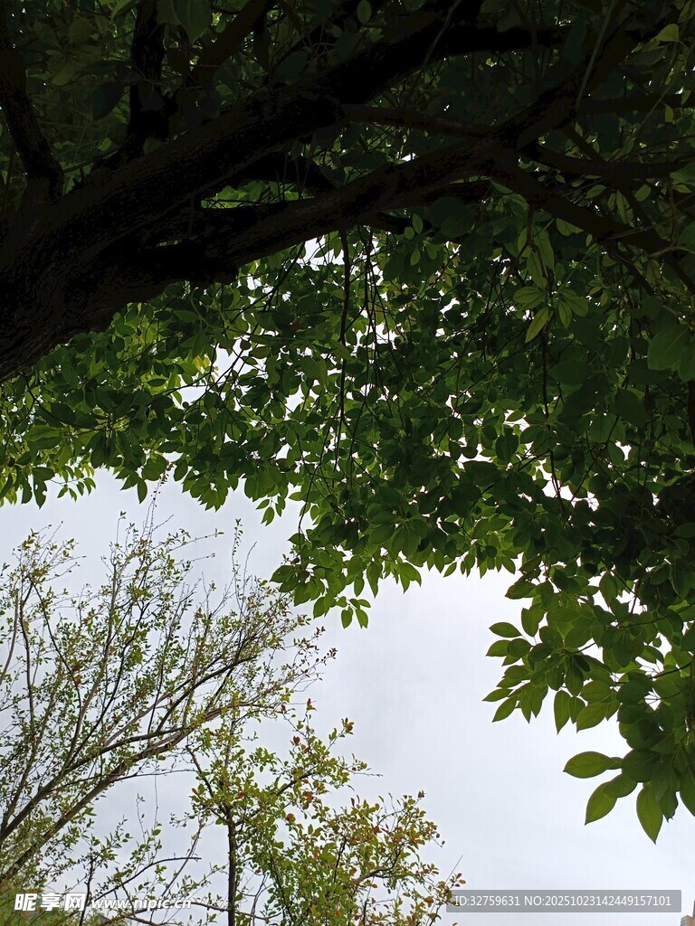 仰视树冠下的天空
