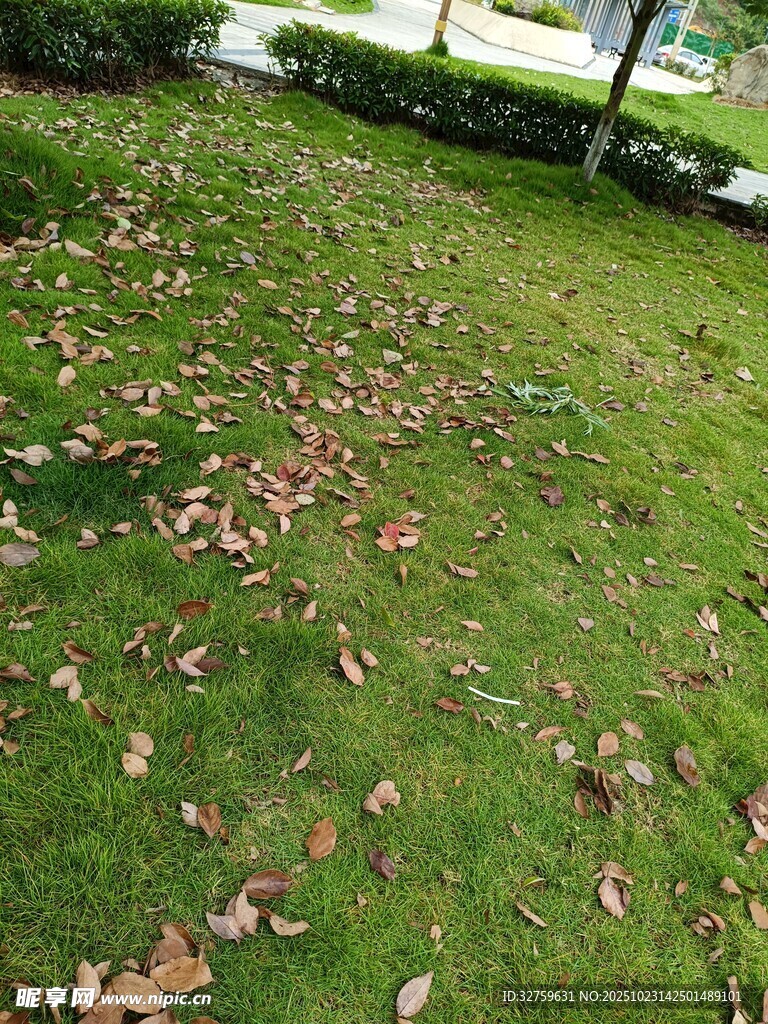 草地上散落的枯黄落叶
