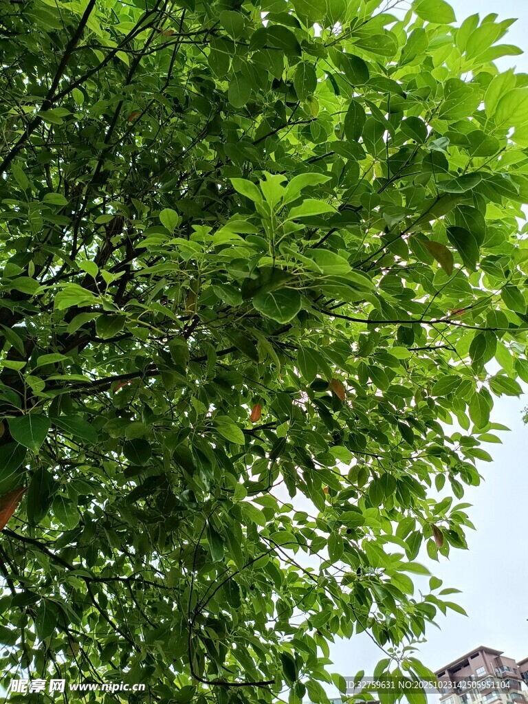 繁茂绿叶间的清新景致