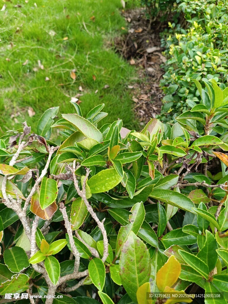 病叶植物景观