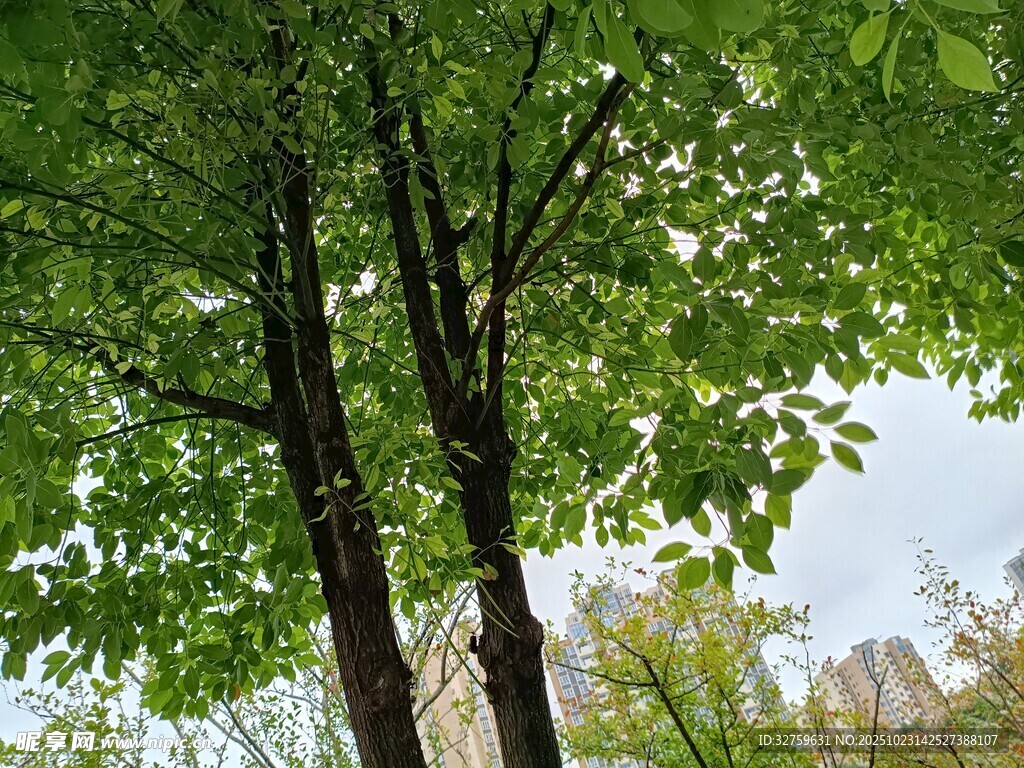 夏日葱郁绿树景致