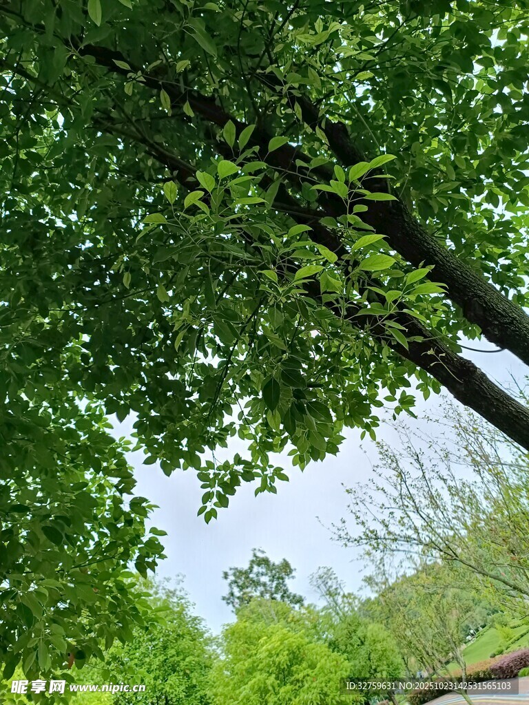 仰视繁茂绿树与蓝天