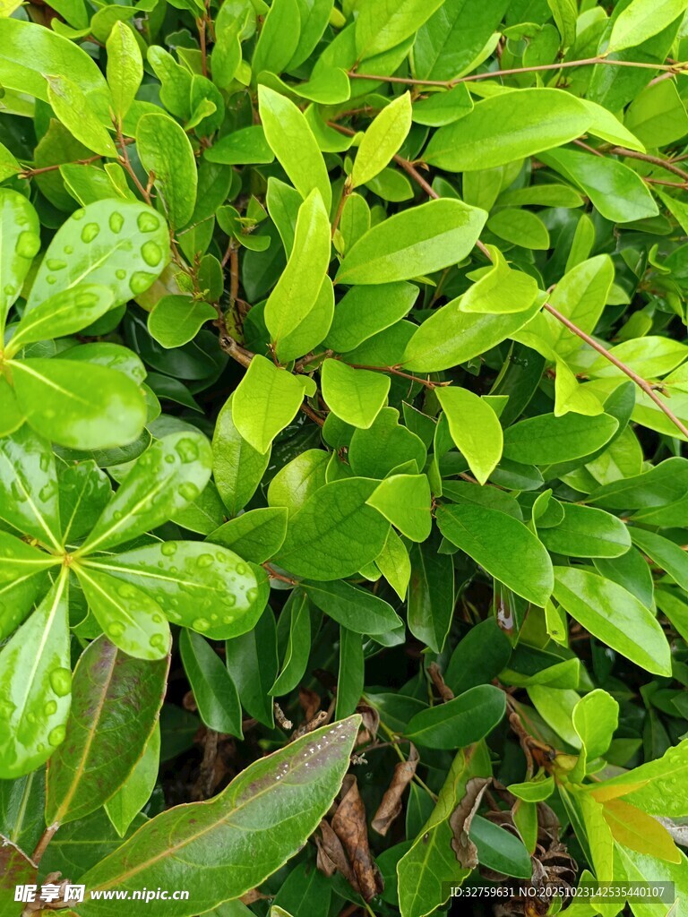 翠绿繁茂的叶片景象