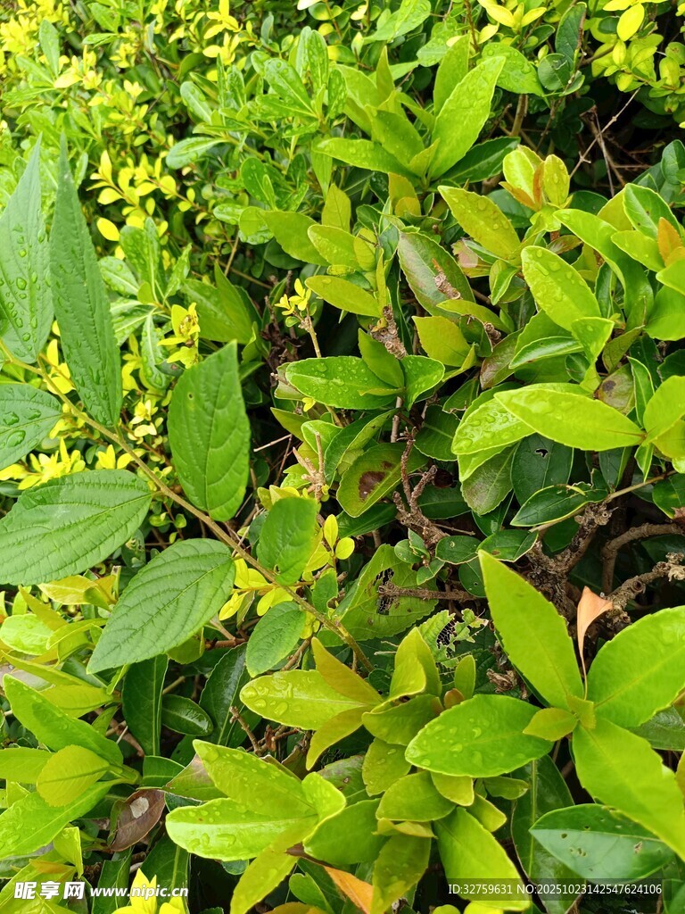 翠绿繁茂的植物景观