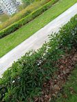 路边绿植景观