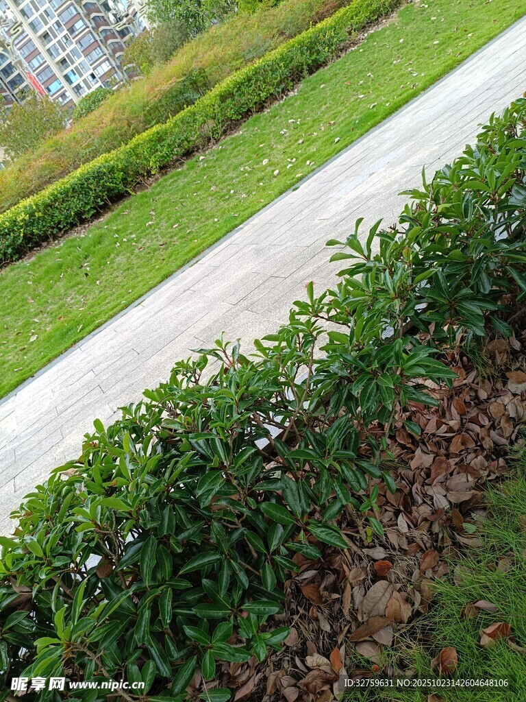 路边绿植景观