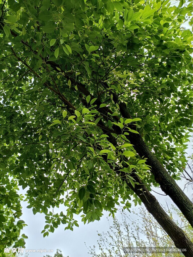 夏日绿树蓝天清新景致