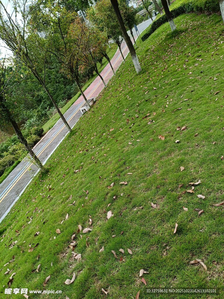 户外草地旁的步道景观
