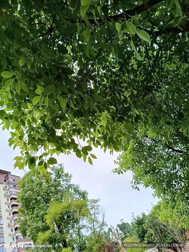 仰视绿树间的天空一角