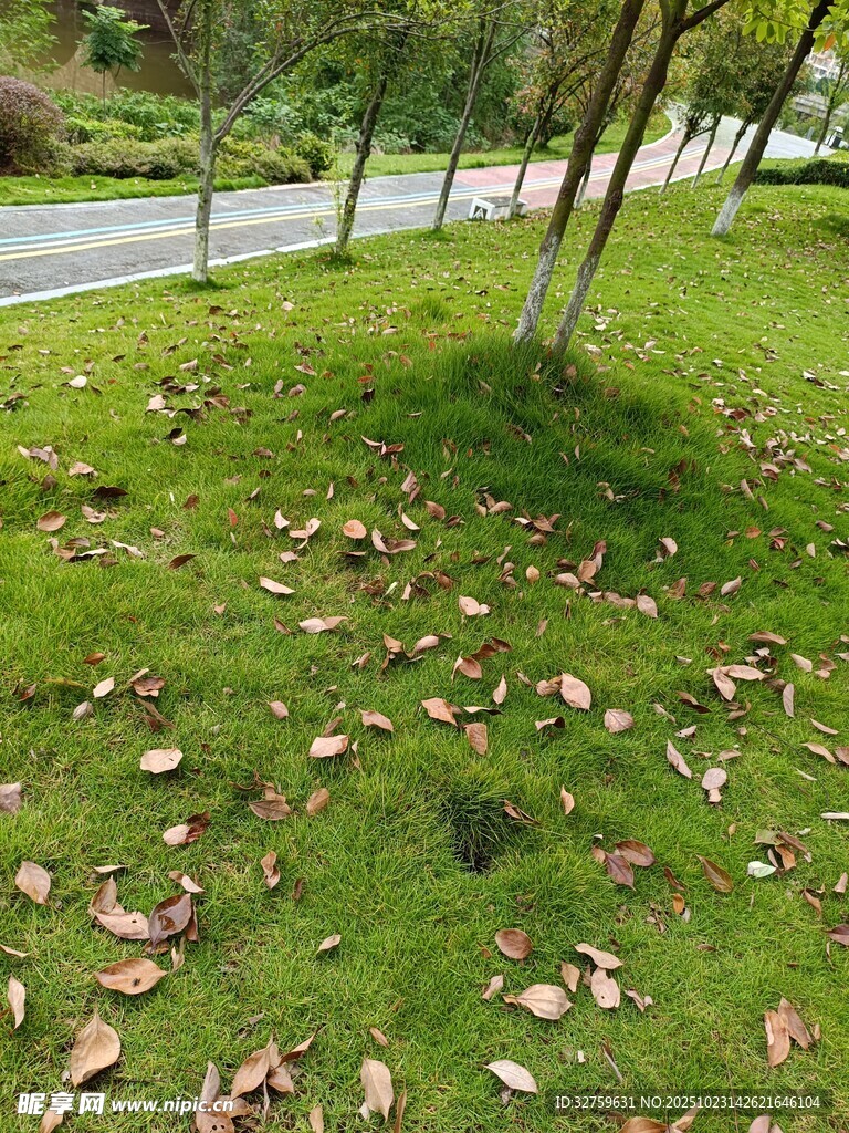 路边草地散落枯黄树叶