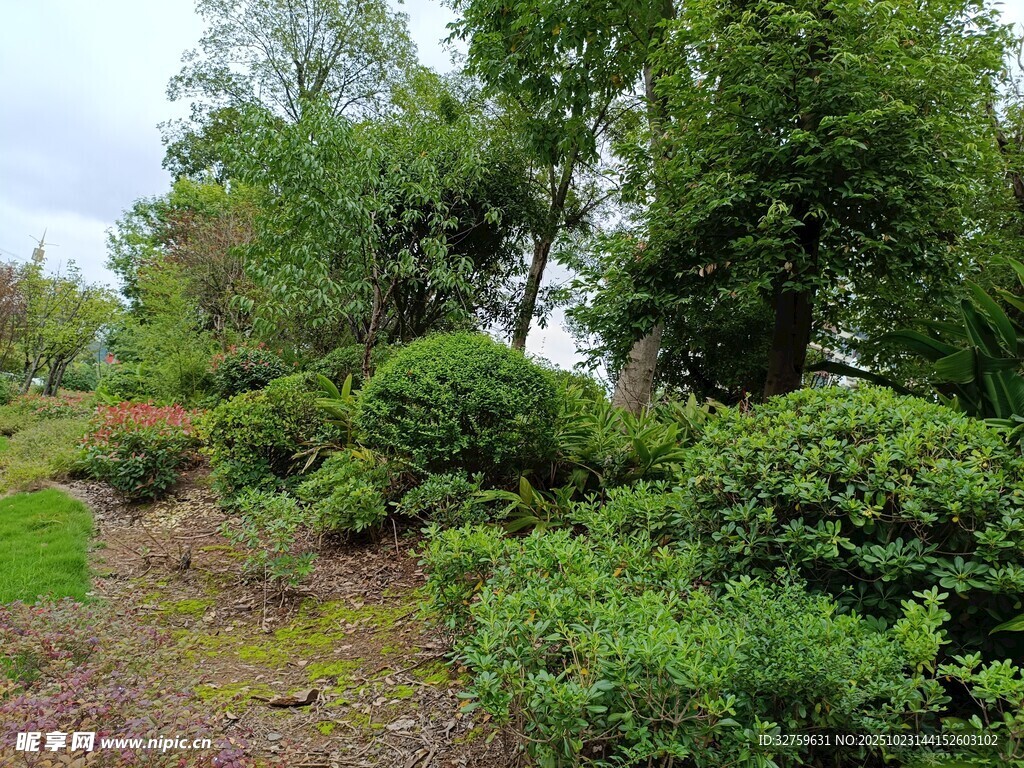绿意盎然的户外灌木丛景观