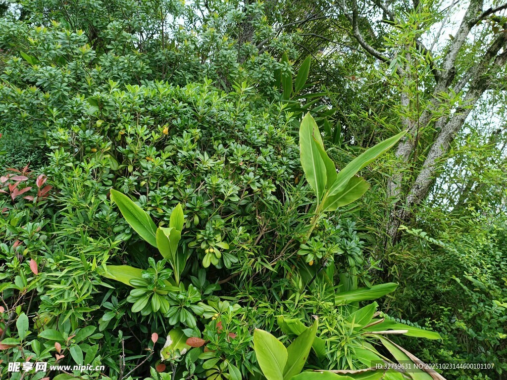 繁茂的热带植物景观