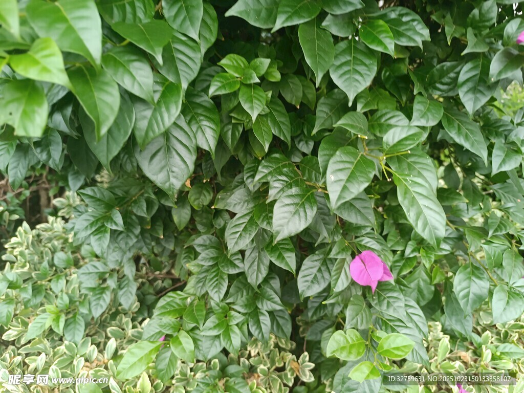 绿叶丛中绽放的娇艳小花