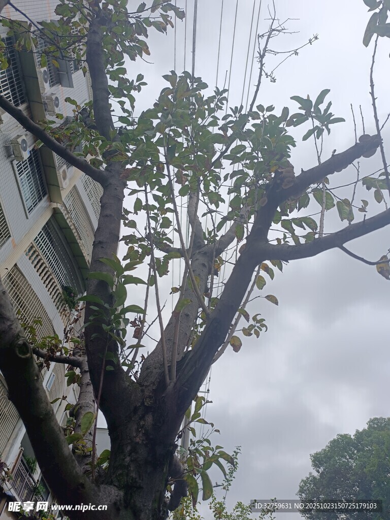 风雨后倾斜受损的树木