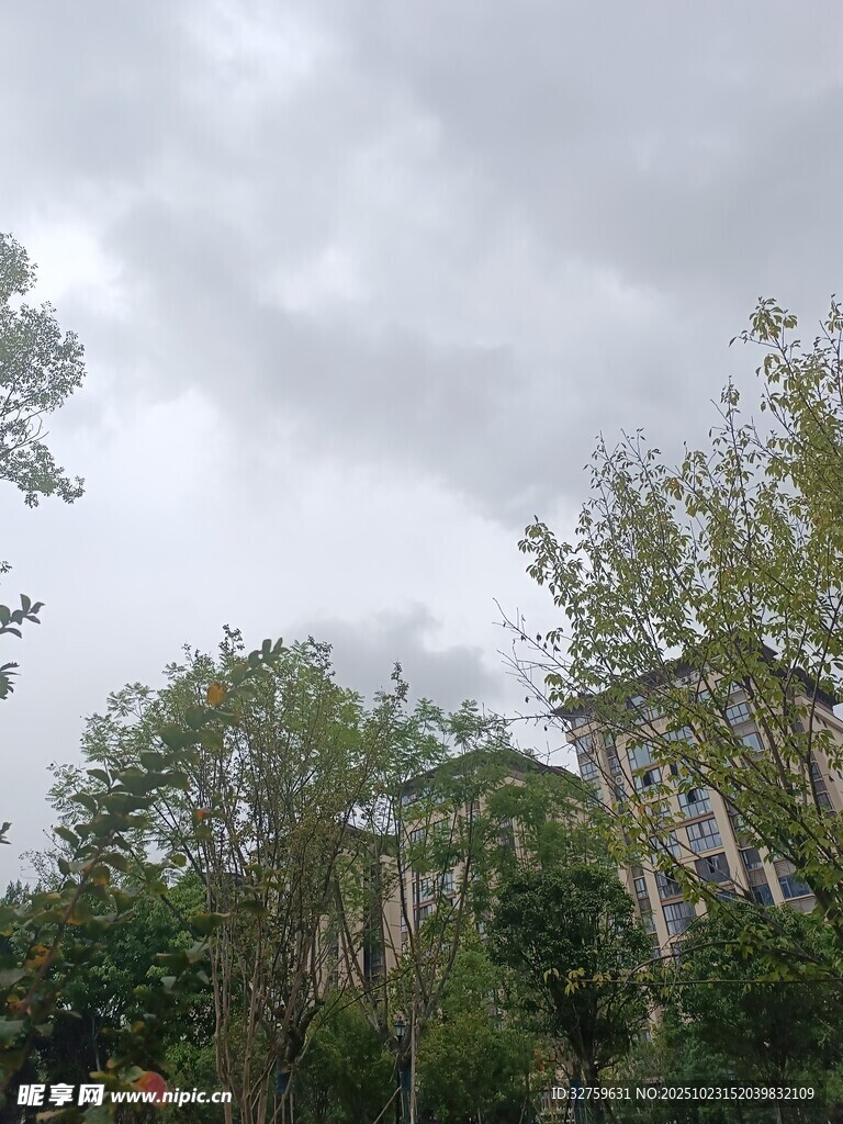 阴天中的繁茂树林景观