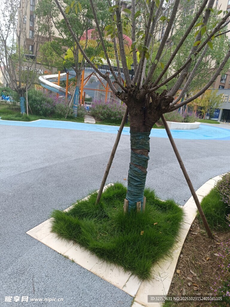 路边单株树木景观