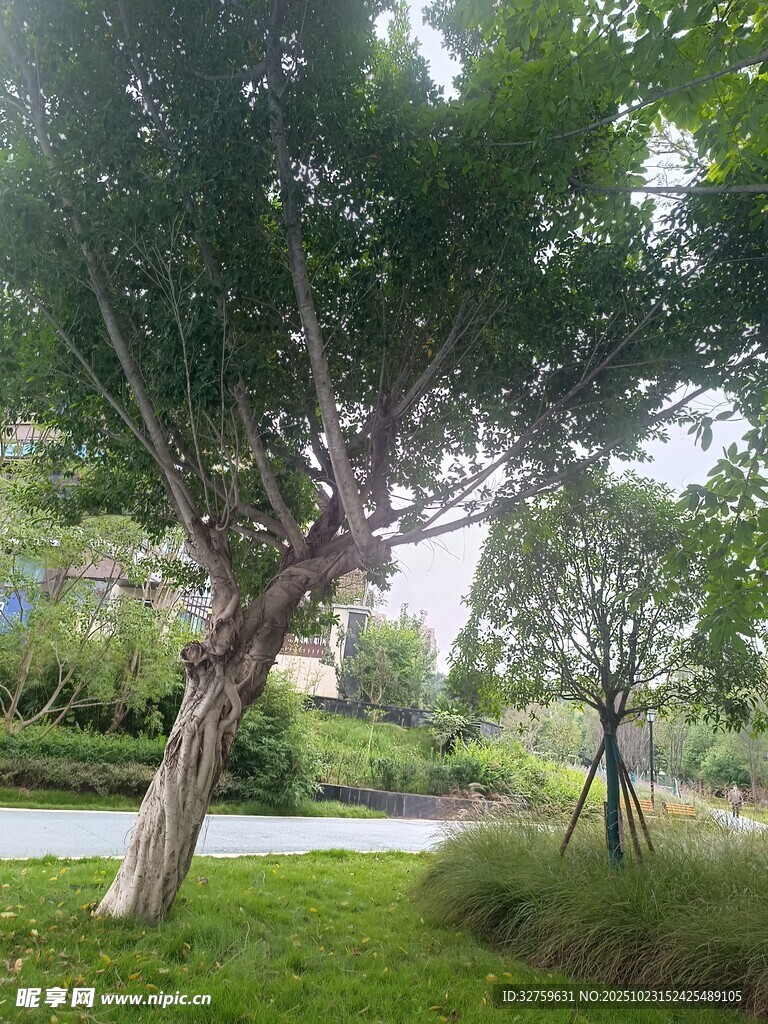 公园中弯曲树干的绿树