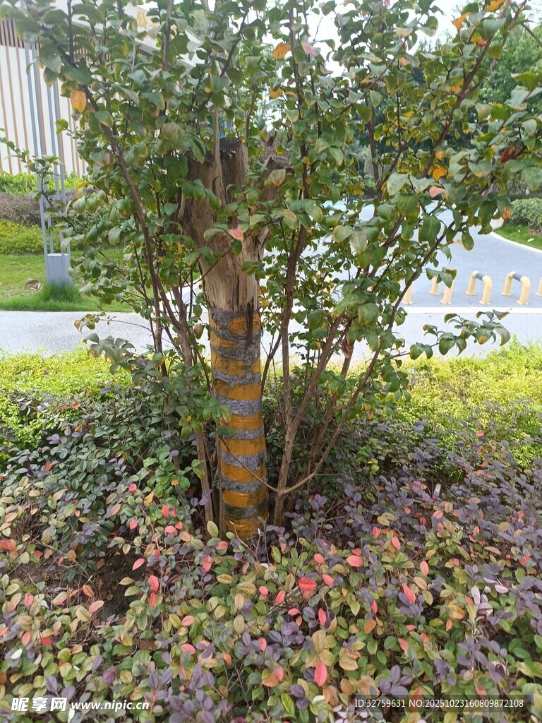 树下多彩植物景观