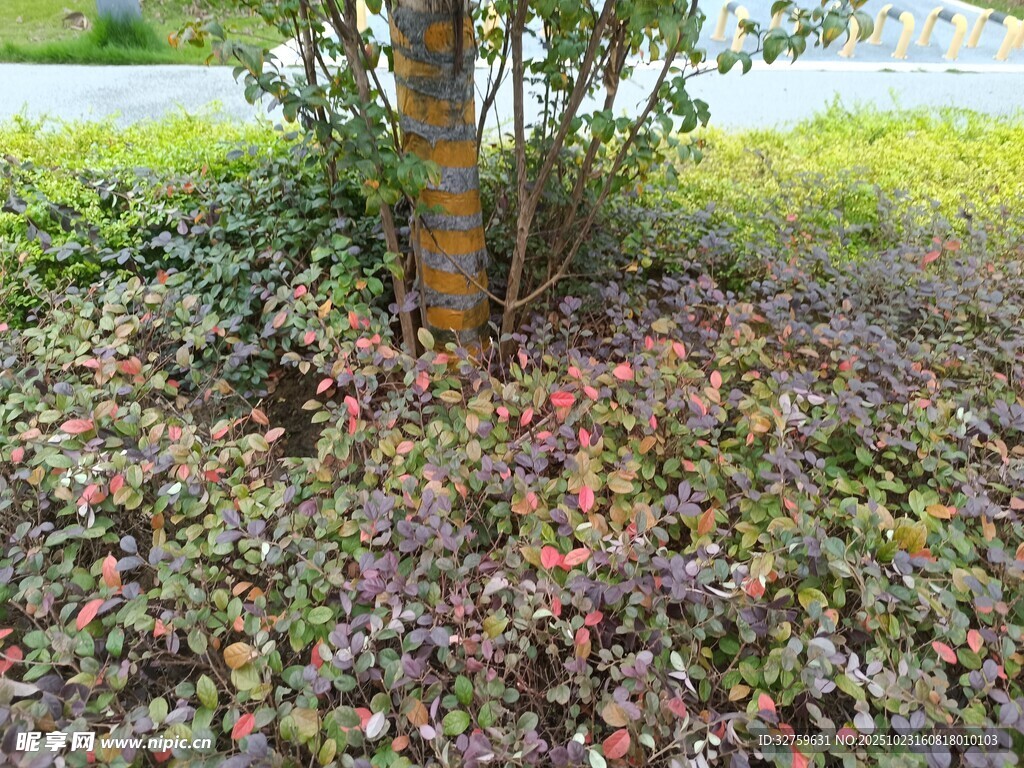 树下多彩植物景观