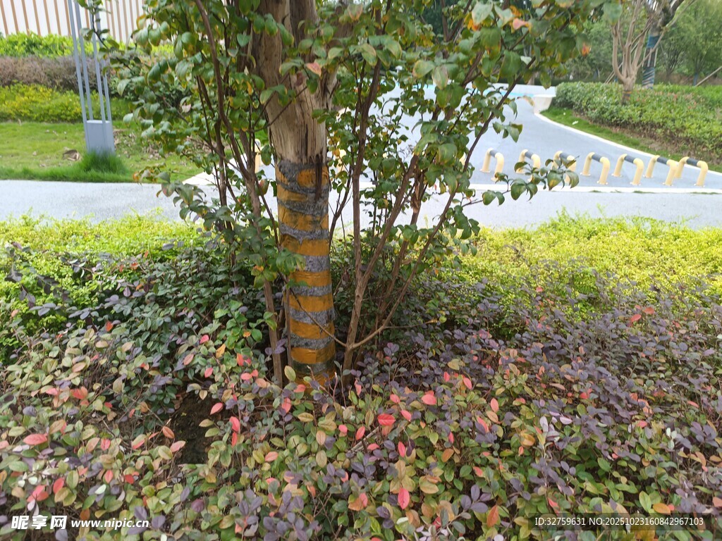 树下多彩植物景观