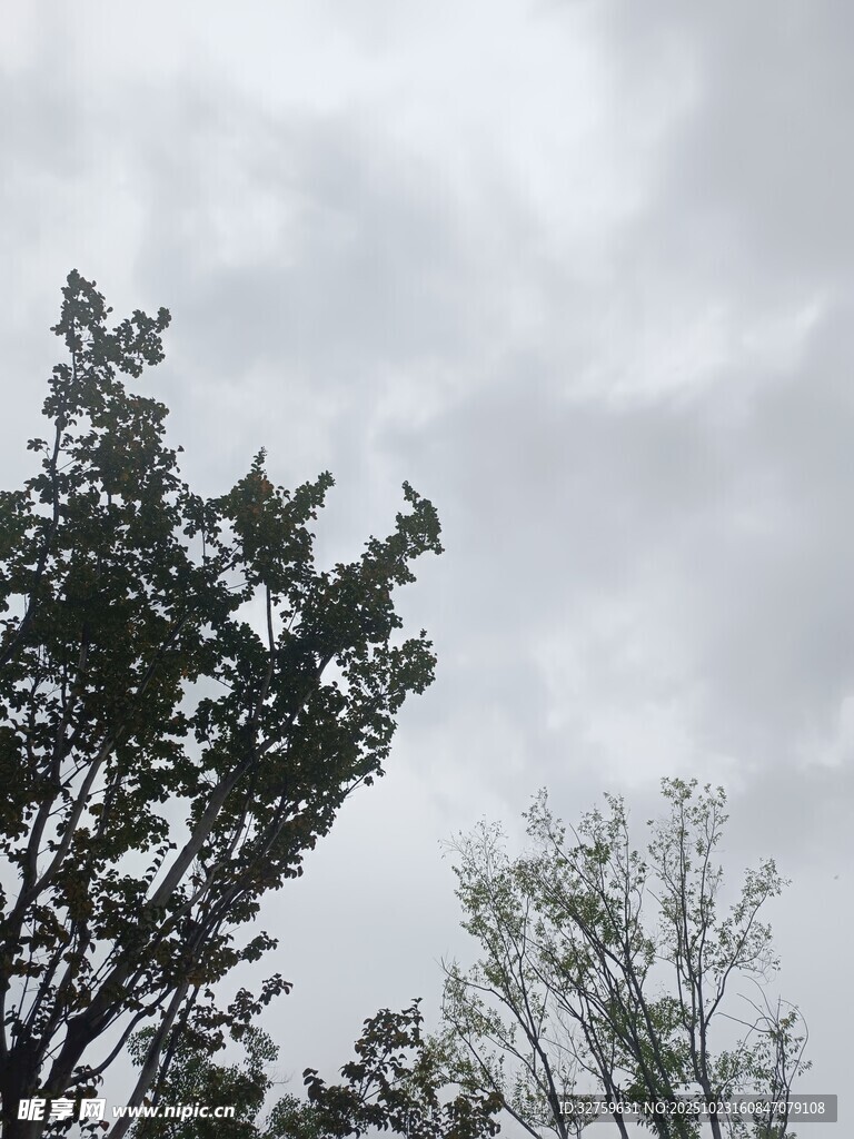 树梢之上的阴沉天空