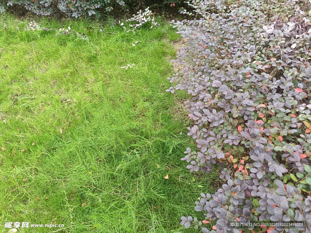 绿草与紫花植物景观