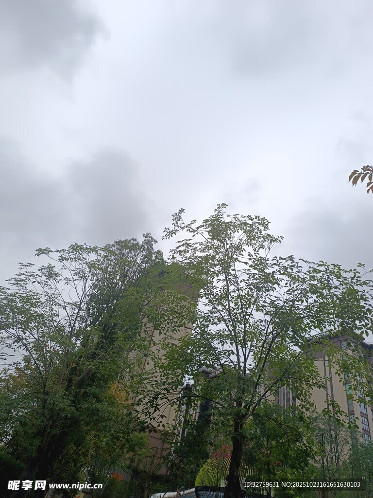 云雾缭绕的山林景色