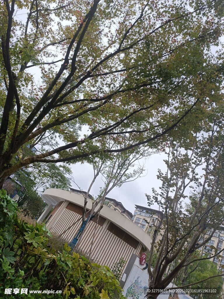 庭院树木与建筑景致