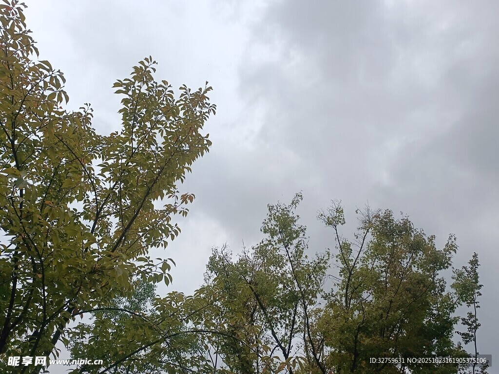 阴天中的树木枝叶