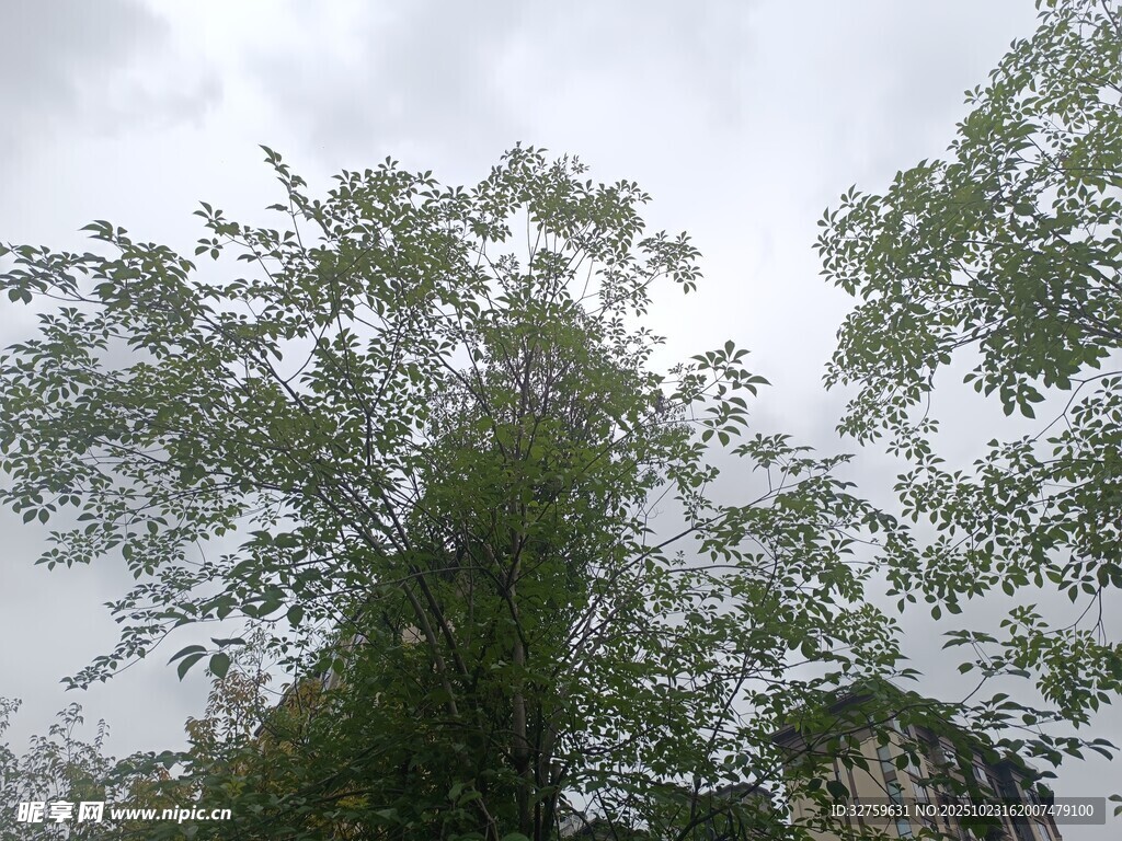 仰视茂密树林与天空