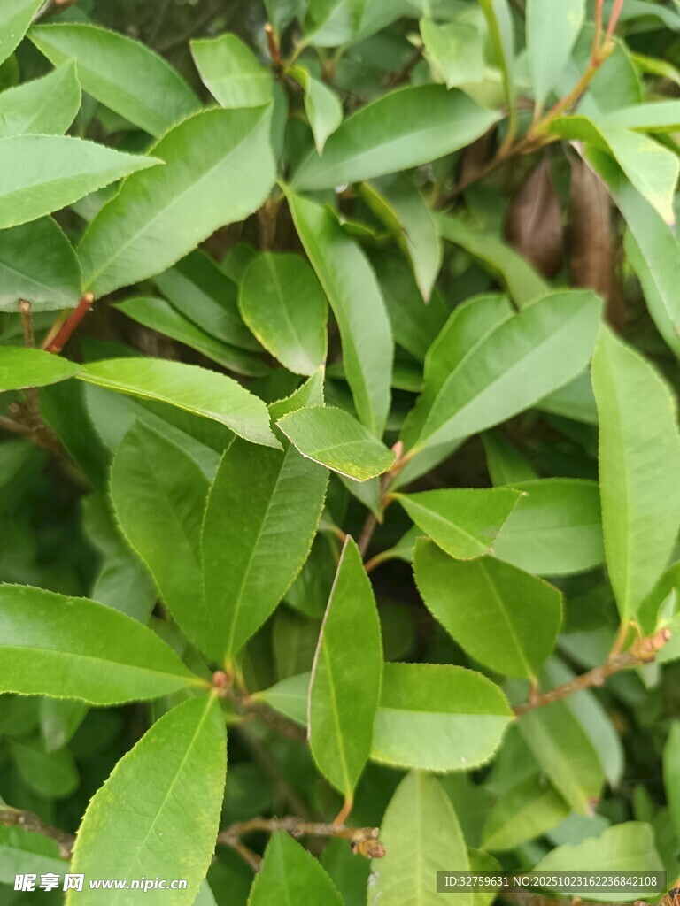 翠绿叶片的植物特写