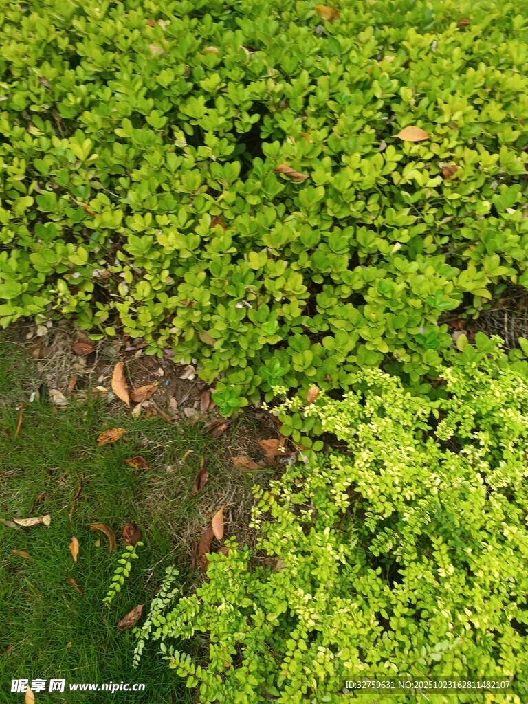 翠绿繁茂的地面绿植景观