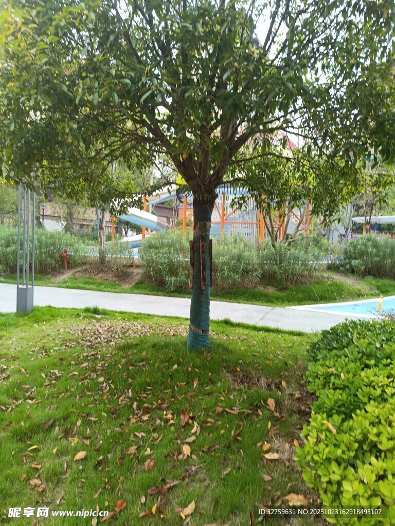 公园中的绿树与小径风光