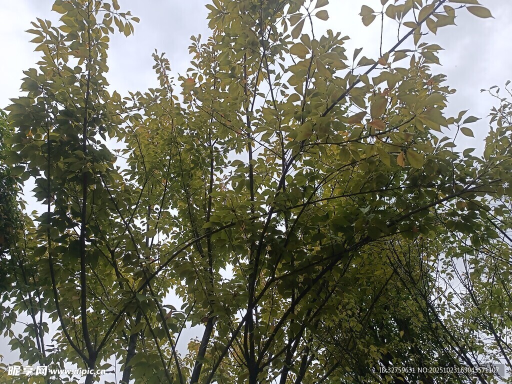 枝叶繁茂的绿树