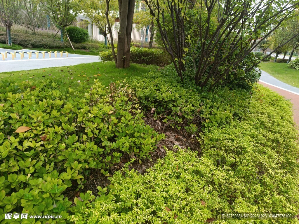 路边繁茂绿植景观