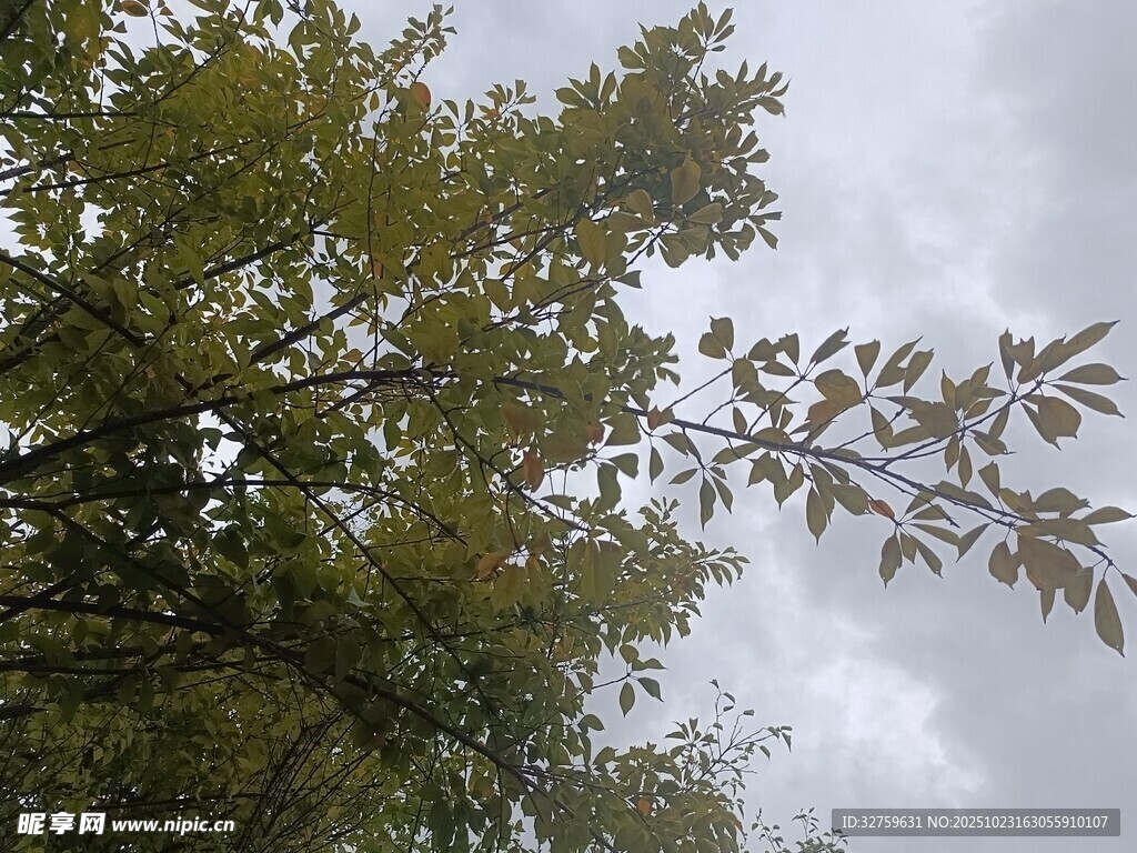 枝叶繁茂的树木