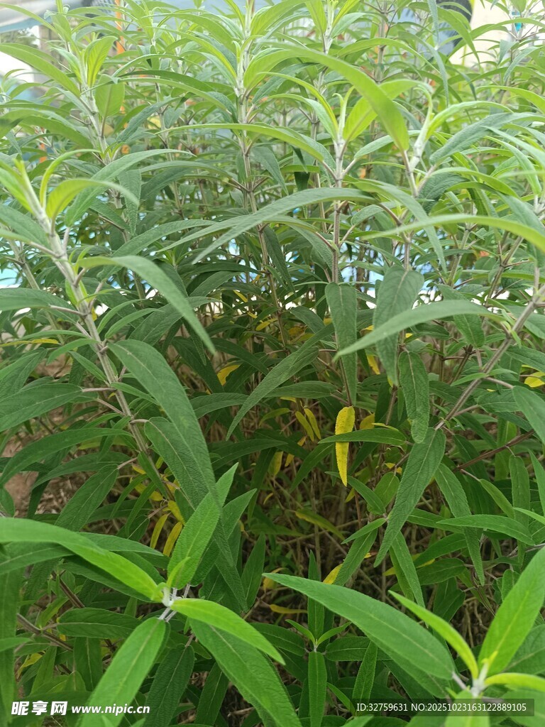 翠绿植物叶片特写