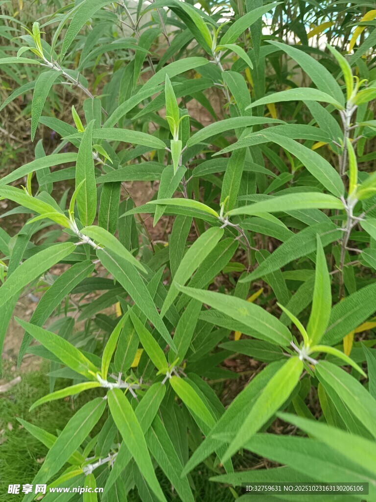 翠绿叶片植物特写