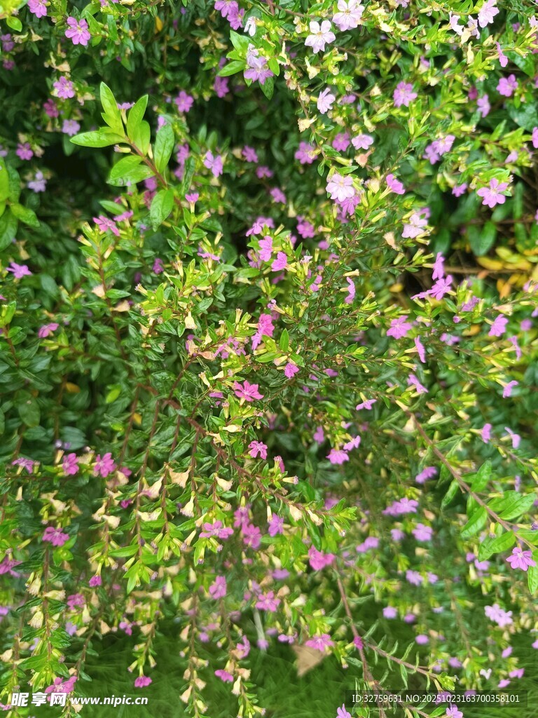 繁茂花丛中的缤纷景致