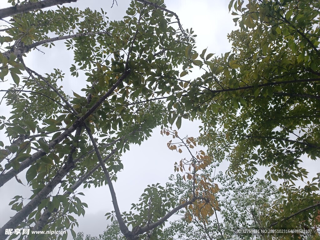 仰视繁茂树枝与天空