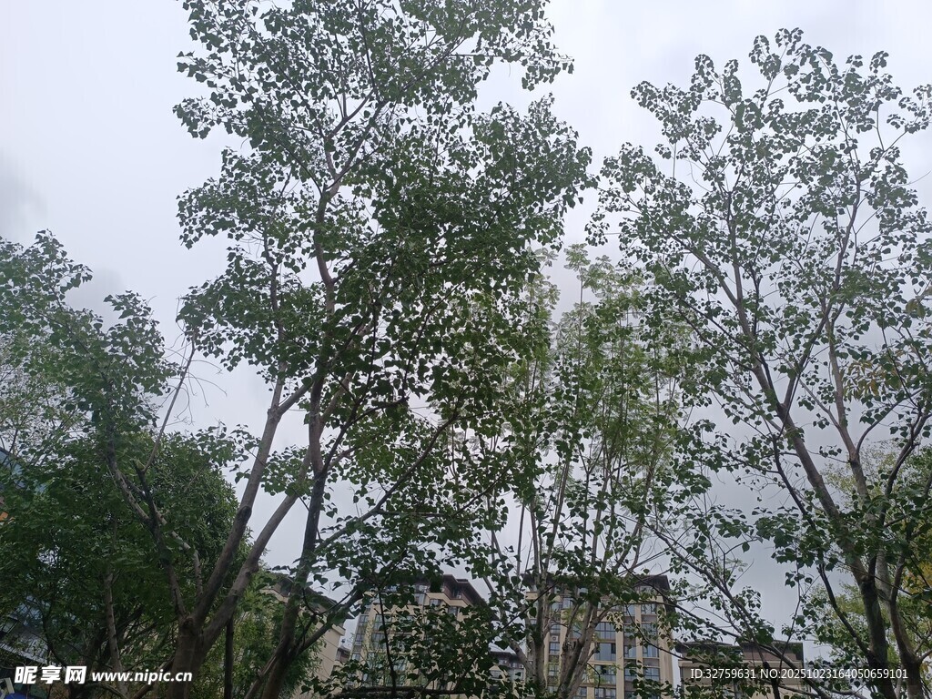 雨中树林景象