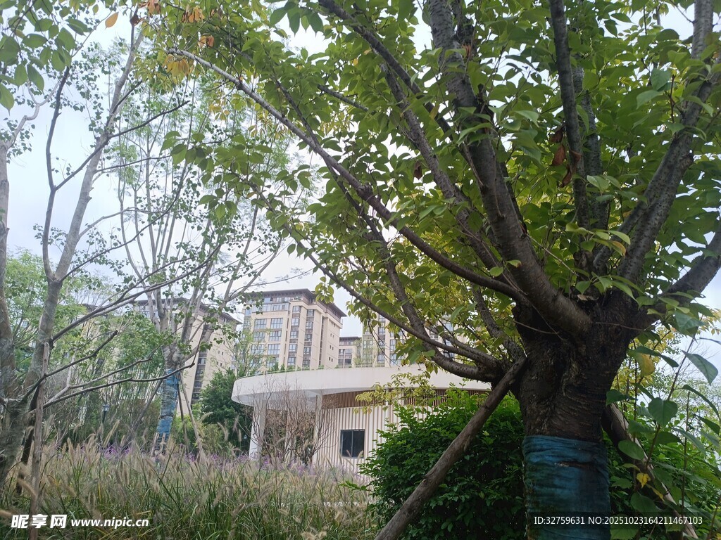 乡村大树旁的老旧房屋